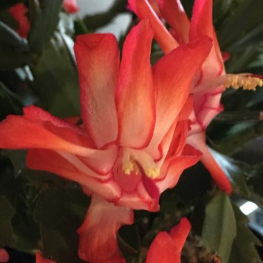 Schlumbergera truncata Rio Brazil