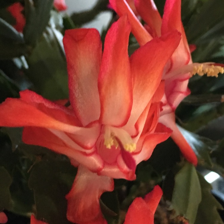 Plant image Schlumbergera truncata Rio Brazil