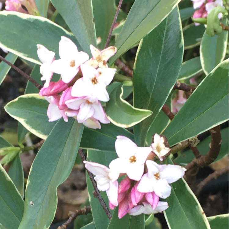 Plant image Daphne odora