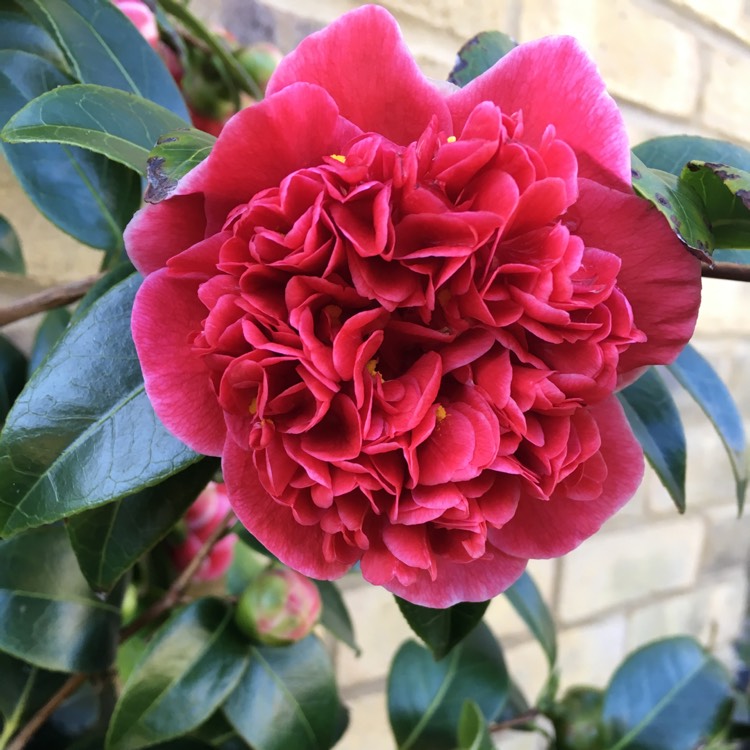 Plant image Camellia japonica 'Volunteer'