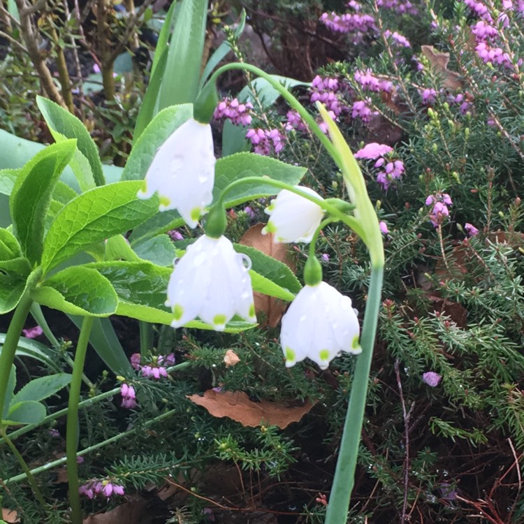 Plant image Leucojum vernum