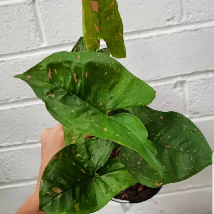 Plant image Syngonium 'Pink Splash'