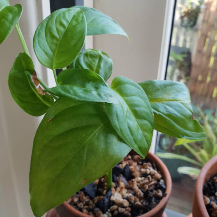 Plant image Monstera adansonii subsp. laniata syn. Monstera friedrichsthalii