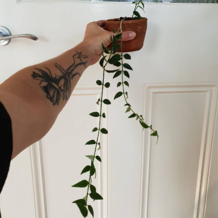 plant image 1567318