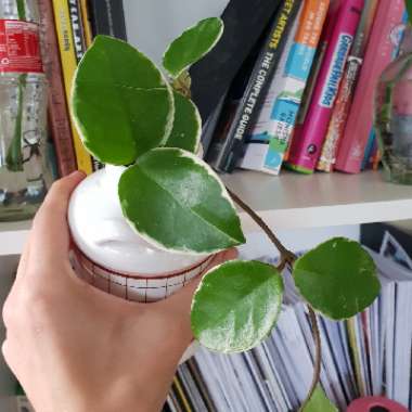 Hoya carnosa 'Krimson Queen' syn. 'Crimson Queen'