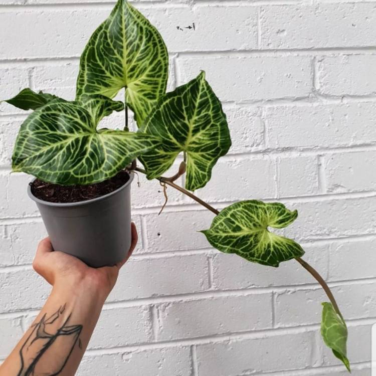 Plant image Syngonium 'Batik'