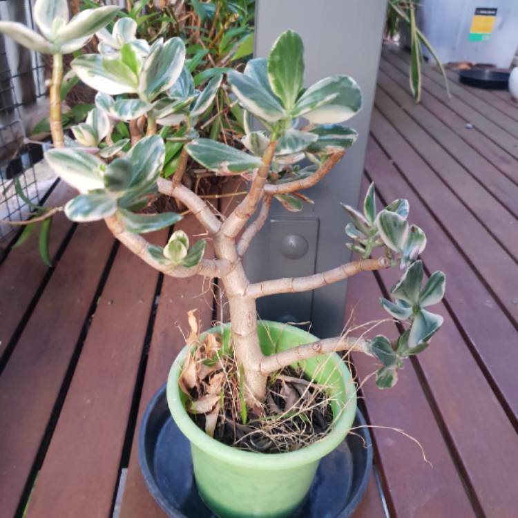 plant image 1567446