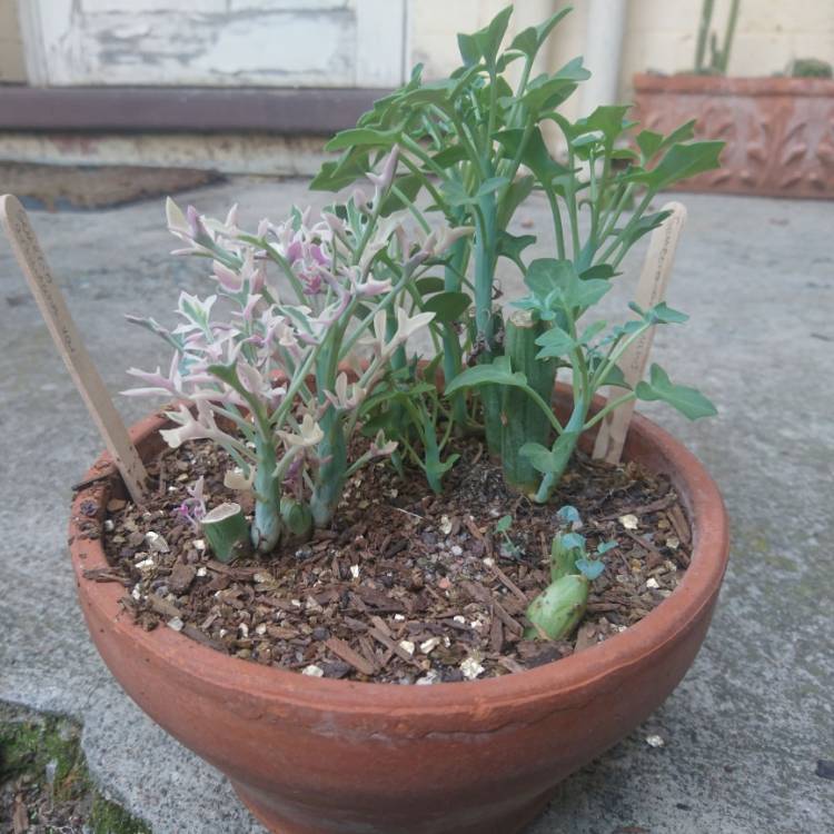 plant image 1568569 plant image 1568569