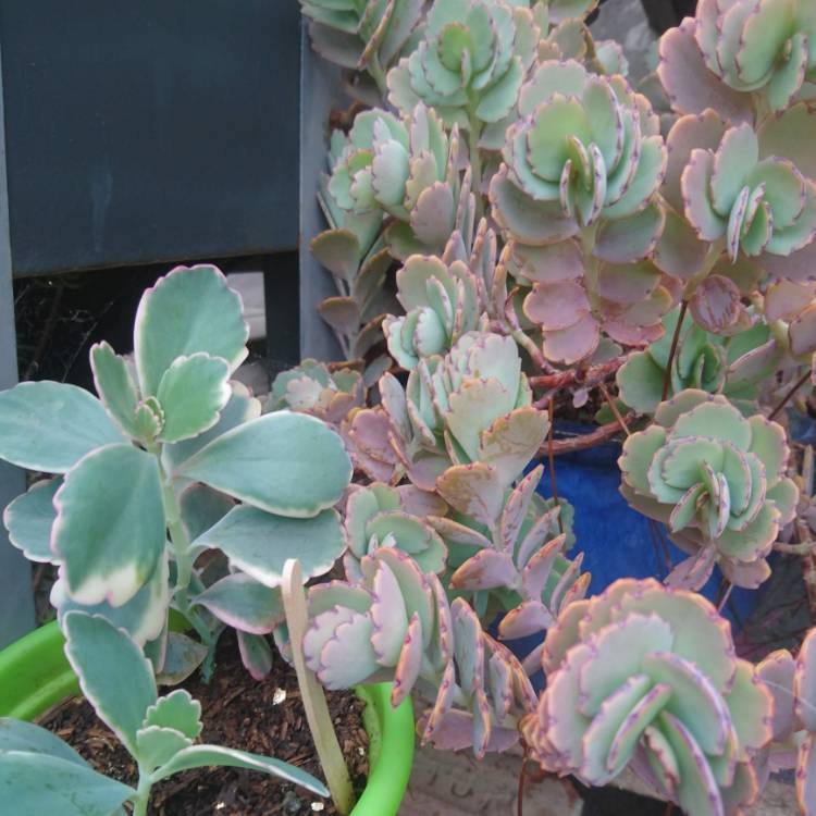 plant image 1568570