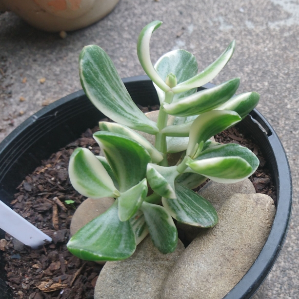 plant image 1568837