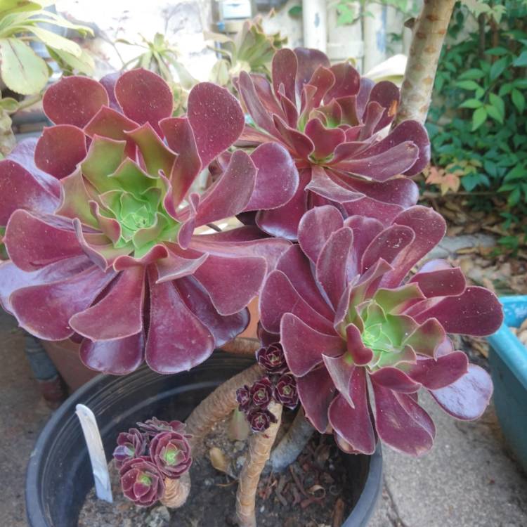 Plant image Aeonium 'Velour'