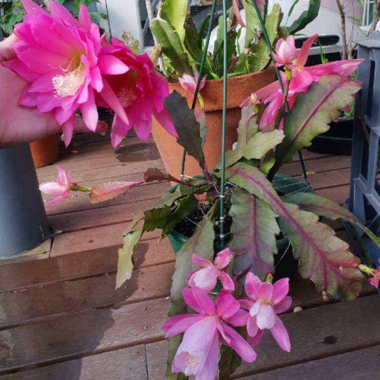plant image 1569088