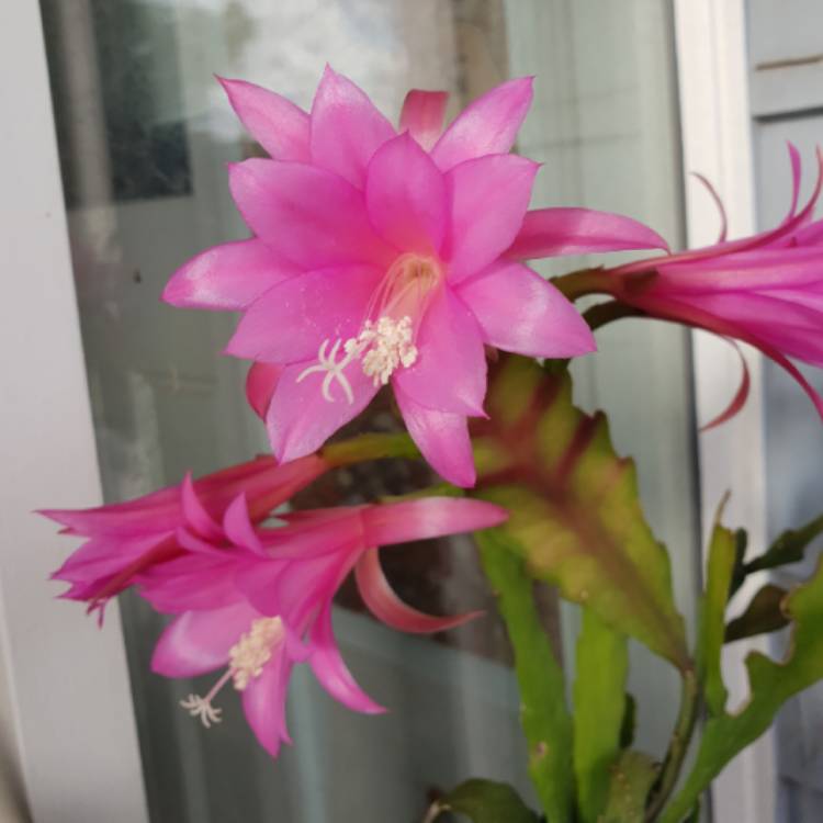 plant image 1569089