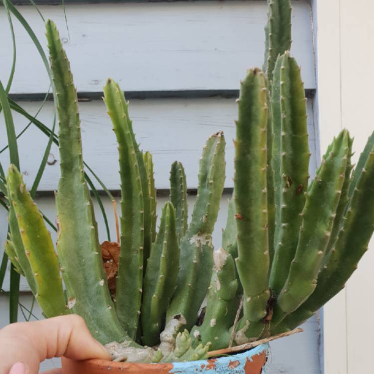 Plant image Stapelia hirsuta