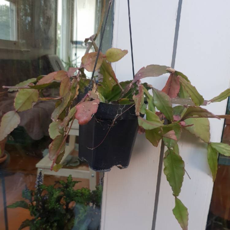 plant image 1569872