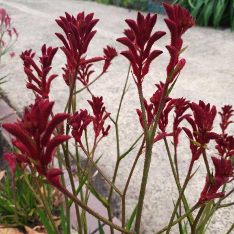 Plant image Anigozanthos 'Bush Inferno'
