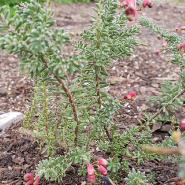 Plant image Grevillea lanigera 'Mount Tamboritha'
