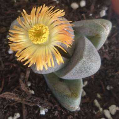 Pleiospilos nelii