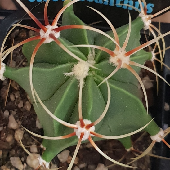 plant image 1570008