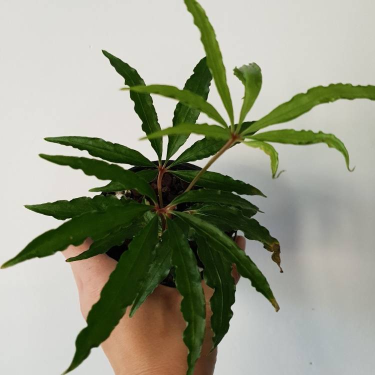 plant image 1570421
