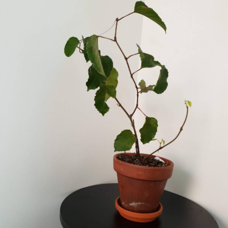Plant image Cissus antarctica