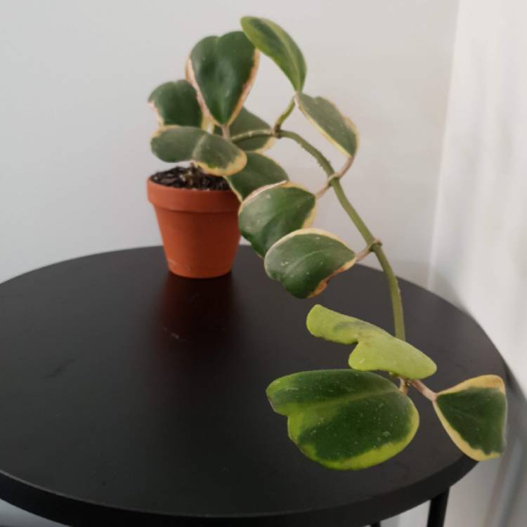 plant image 1571165
