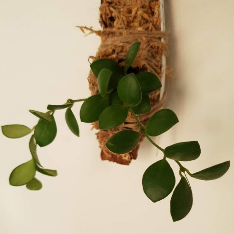 Plant image Hoya heuschkeliana
