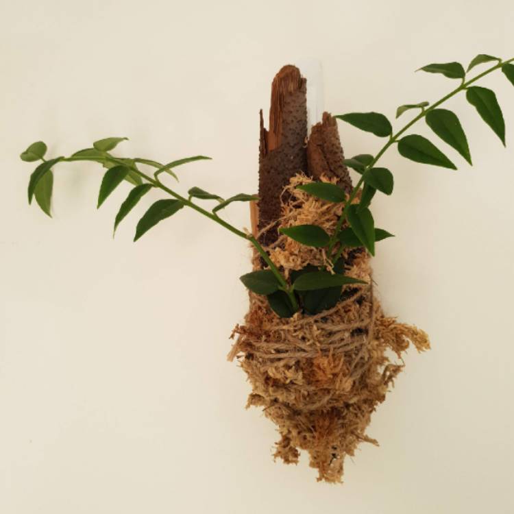 plant image 1571351