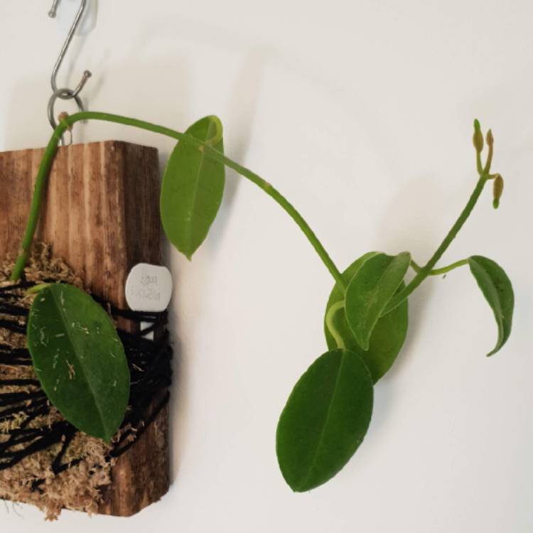 Plant image Hoya 'Sussuela'