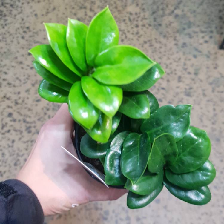 Plant image Zamioculcas zamiifolia 'Zenzi'