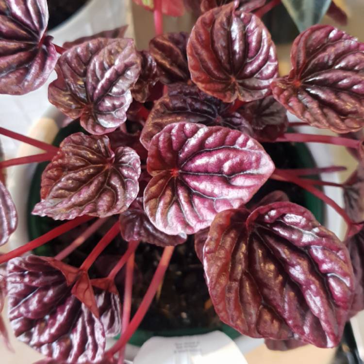 Plant image Peperomia Caperata 'Schumi Red'