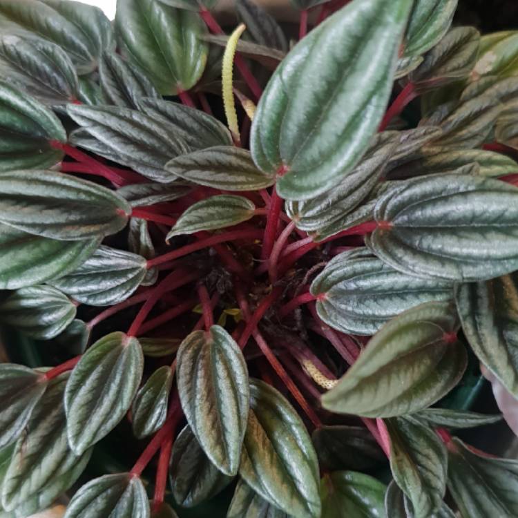 Plant image Peperomia 'San Marino'