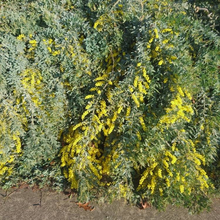 Plant image Acacia baileyana