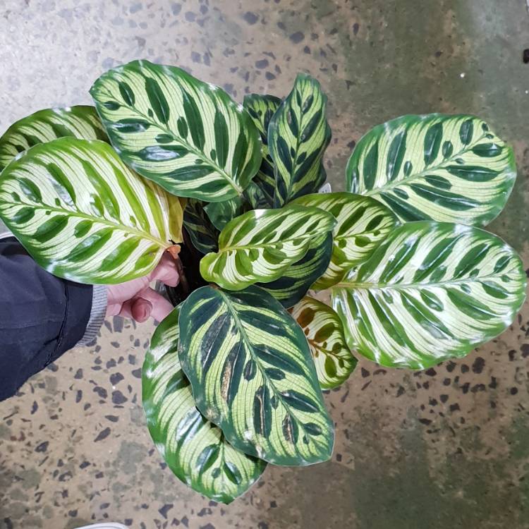 plant image 1572163