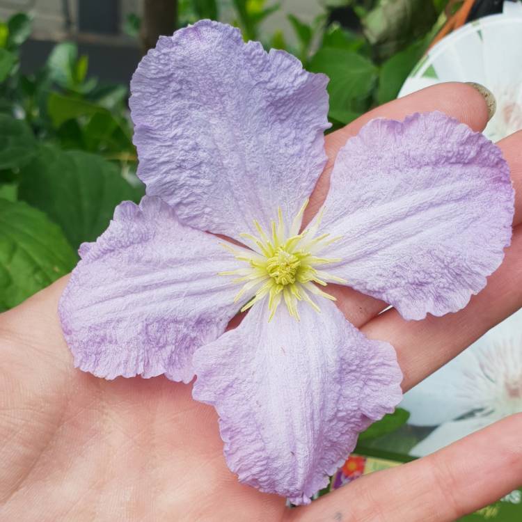Plant image Clematis 'Blue Angel'