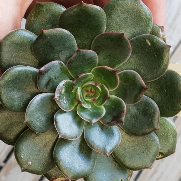 Plant image Echeveria Santa Lewis