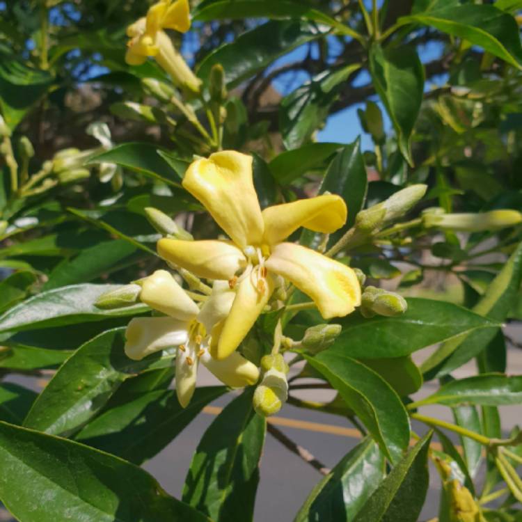 Plant image Hymenosporum flavum
