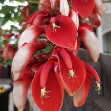 Erythrina crista-galli