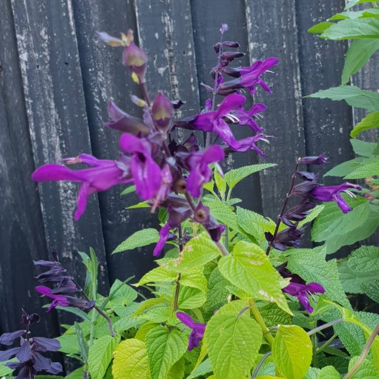 Plant image Salvia Black and Bloom