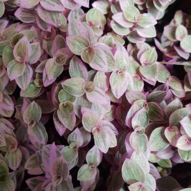 Plant image Callisia repens 'Pink Panther'