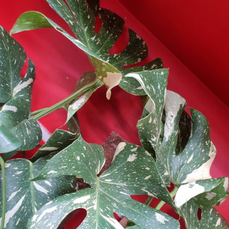 plant image 1573762 plant image 1573762