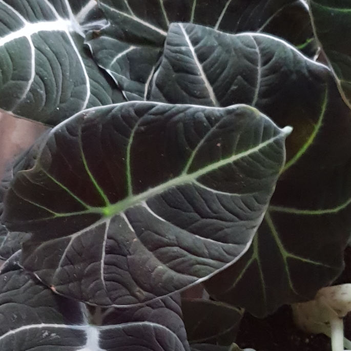 Plant image Alocasia sanderiana 'Black Velvet'