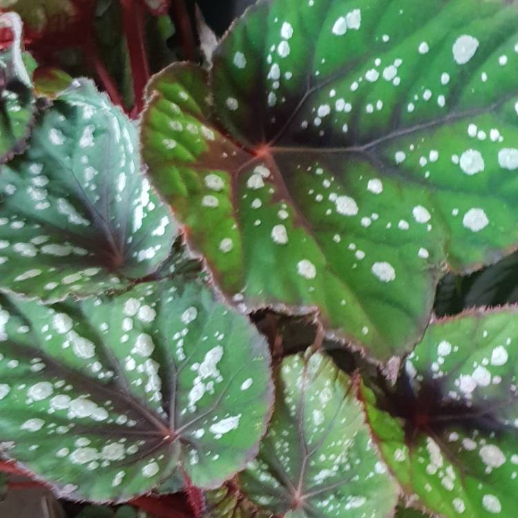 Plant image Begonia (Rex Cultorum Group) 'Painters Palette' (T Rex Series) syn. Begonia rex 'Painters Palette'