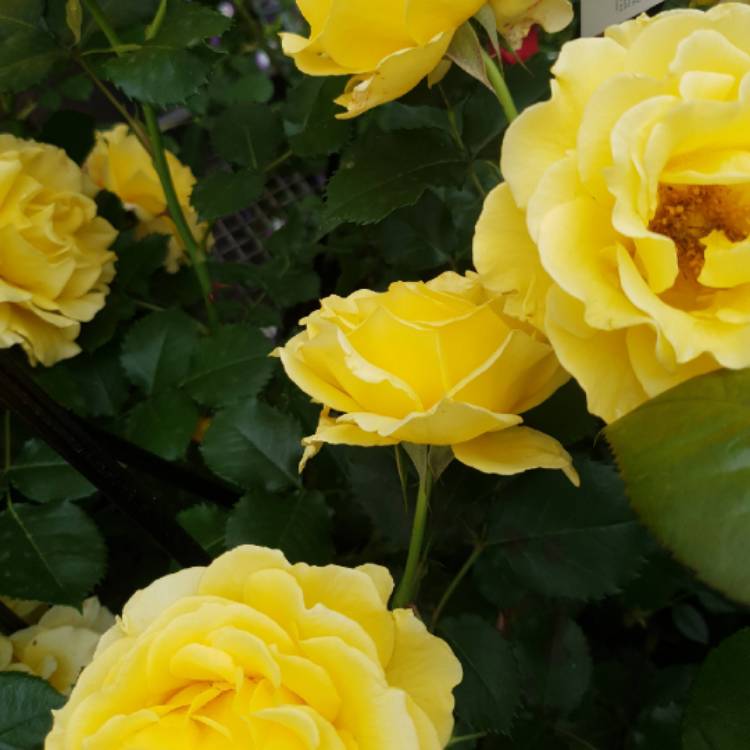 Plant image Rosa 'Gold Bunny'
