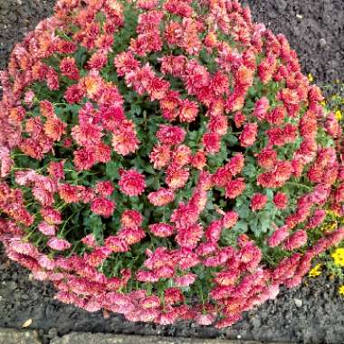 Chrysanthemum