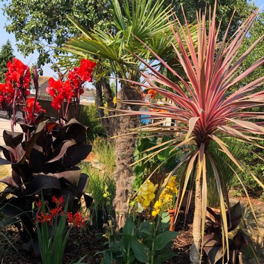 Cheryl's garden