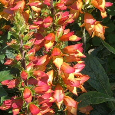 Cheryl's garden