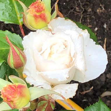 Cheryl's garden