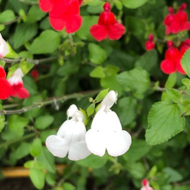 Cheryl's garden