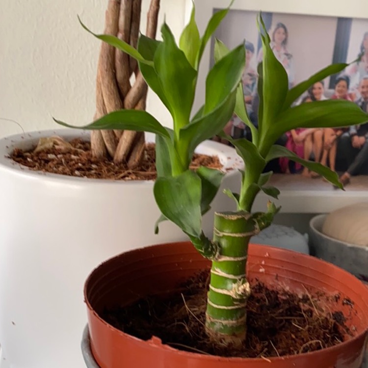 Plant image Dracaena compacta